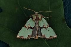 Grønnbåndet rotfly (Staurophora celsia)