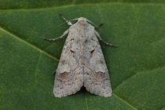 Pudderfly (Ammoconia caecimacula)