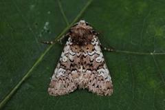 Cameo (Crypsedra gemmea)