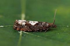 White-blotch Bell (Epinotia trigonella)