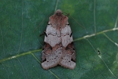 Brown-spot Pinion (Agrochola litura)