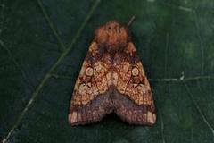 Frosted Orange (Gortyna flavago)