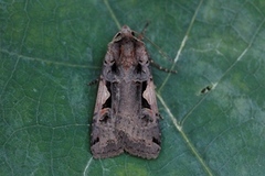 Setaceous Hebrew Character (Xestia c-nigrum)