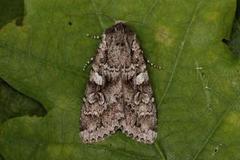 Great Brocade (Eurois occulta)