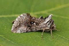 Skogmetallfly (Syngrapha interrogationis)
