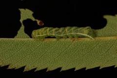 Clouded Drab (Orthosia incerta)