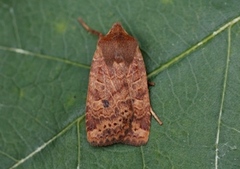 Variabelt flatfly (Conistra vaccinii)