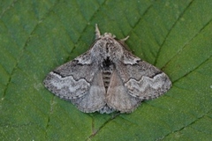 Pale Eggar (Trichiura crataegi)