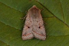 Red-line Quaker (Agrochola lota)