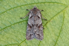 Gaffelkappefly (Lithophane furcifera)