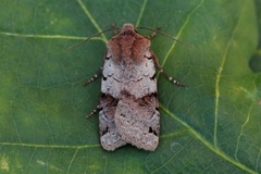 Brown-spot Pinion (Agrochola litura)