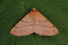 Feathered Thorn (Colotois pennaria)