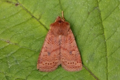 The Chestnut (Conistra vaccinii)