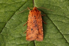 Dotted Chestnut (Conistra rubiginea)