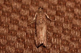 Melsmalmott (Ephestia kuehniella)
