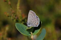 Myrblåvinge (Plebejus optilete)