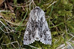 Rannoch Sprawler (Brachionycha nubeculosa)