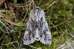 Vårlurvefly (Brachionycha nubeculosa)