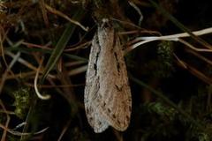 Semioscopis avellanella
