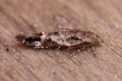 Neat Cosmet (Mompha divisella)