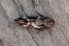 Neat Cosmet (Mompha divisella)