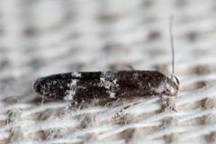 Garden Cosmet (Mompha subbistrigella)