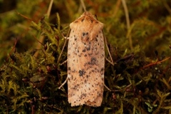 Dotted Chestnut (Conistra rubiginea)