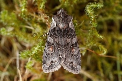 Softly's Shoulder-knot (Lithophane consocia)