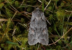 Gaffelkappefly (Lithophane furcifera)