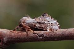 Båndet vårtannspinner (Odontosia sieversii)