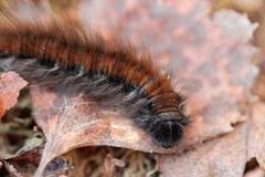 Fox Moth (Macrothylacia rubi)