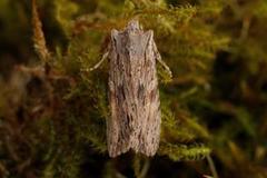 Pale Pinion (Lithophane socia)