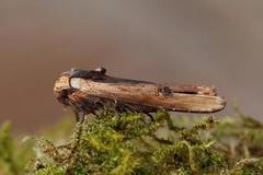 Red Sword-grass (Xylena vetusta)
