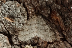 Early Tooth-striped (Trichopteryx carpinata)