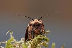 Red Sword-grass (Xylena vetusta)