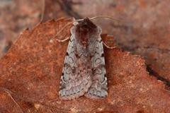 Red Chestnut (Cerastis rubricosa)