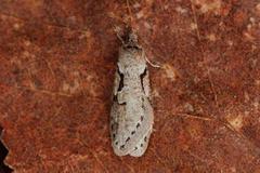 Dawn Flat-body (Semioscopis steinkellneriana)