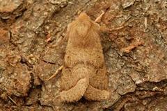 Common Quaker (Orthosia cerasi)