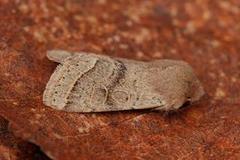 Common Quaker (Orthosia cerasi)