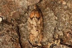 Granflatvikler (Acleris abietana)