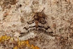 Brindled Beauty (Lycia hirtaria)