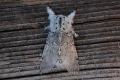Puss Moth (Cerura vinula)