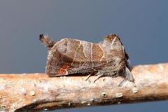 Small Chocolate-tip (Clostera pigra)