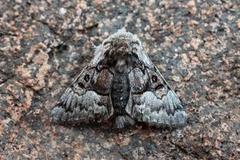 Nut-tree Tussock (Colocasia coryli)