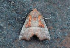 The Herald (Scoliopteryx libatrix)