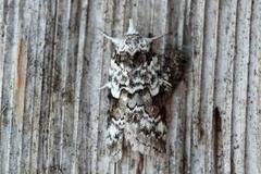 Seljeviklerfly (Nycteola degenerana)