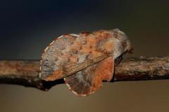Small Lappet (Phyllodesma ilicifolia)
