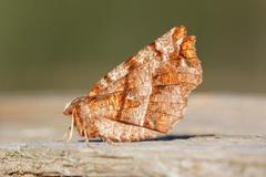 Early Thorn (Selenia dentaria)