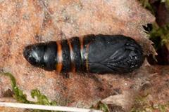 Fox Moth (Macrothylacia rubi)