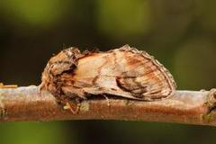 Pebble Prominent (Notodonta ziczac)